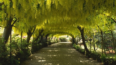 Yellow Wisteria Archway - flowers, archway, yellow, beautiful, road, wisteria