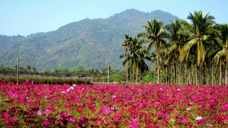 Rural Flower Field - coconut tree, mountain, rural, cosmos