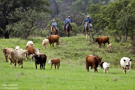 Round 'em up - people, horses, entertainment, other, cows