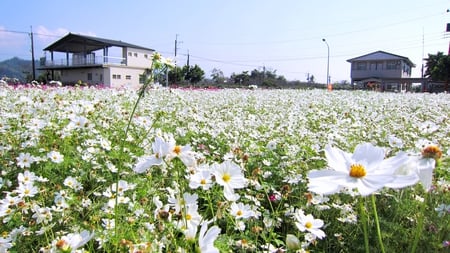 Rural Flower Field - field, flower, cosmos, rural