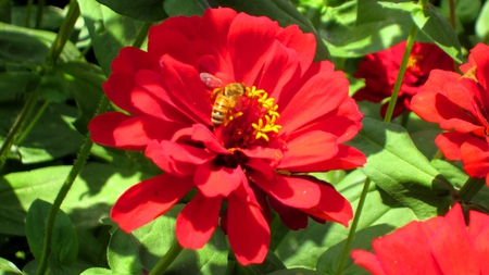 Bees and flowers - flowers, beautiful, red, bees