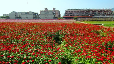 Rural Flower Field - field, house, flower, rural