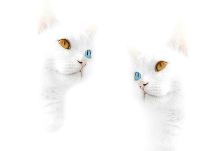 Two white cats - eyes, lovely, white cats, funny, cute, adorable, nice, animals, kitty