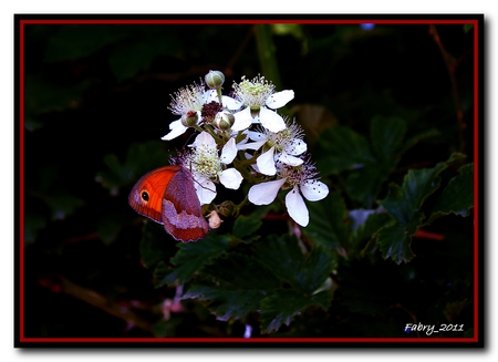 Butterfly - butterfly, flowers, nature, photography