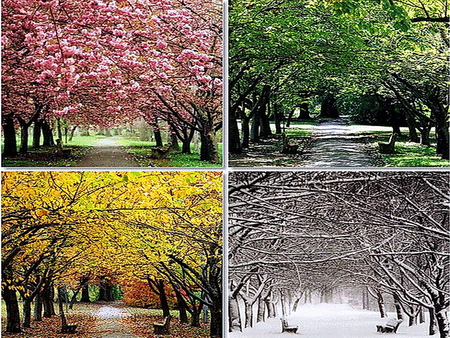 The park - trees, winter, summer, benches, spring, change, autumn, seasons, park