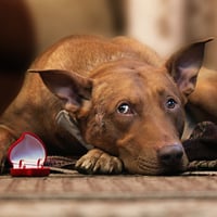 Dog with rings