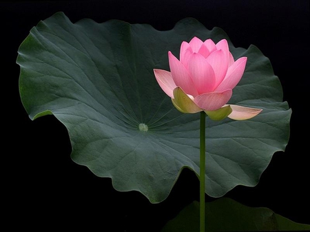 Water Lily - pretty, green, water lily, leaf, petals, pink