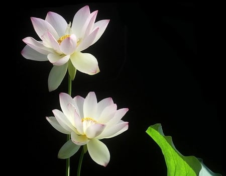 Water Lilies - white, pretty, petals, pink, green, leaf