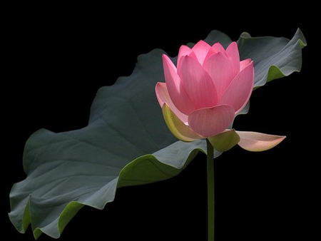 Just beginning to Open - pretty, water lily, petals, pink, green, leaf