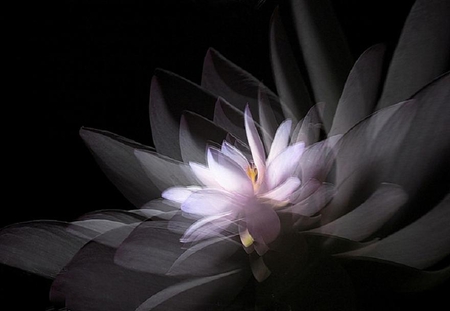 Water Lily - pretty, colour, digital, petals, monochrome