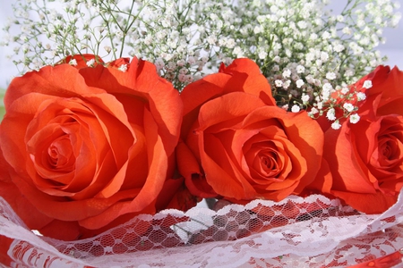 Valentine's Day - love, passion, roses, valentine day, lovely, nature, affection, red, flowers