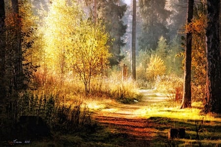 Sunny place - trees, sunny forest, nature, autumn, place