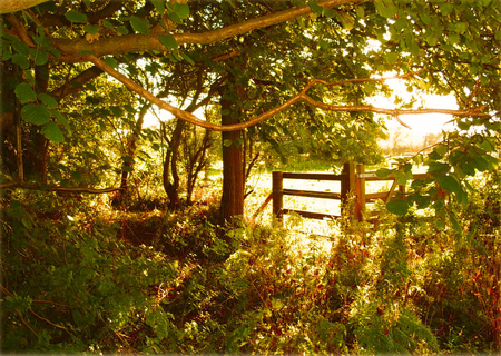 The Gate - gate, trees, nature, green