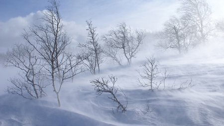 Winter day - storm, trees, blue, snow, natrure, wind, cloud, day, sky