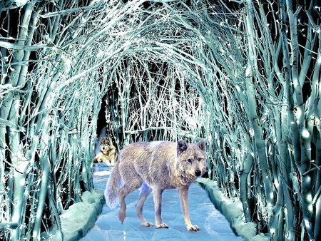 INDIAN - wolf, nature, indian, forests, forest, wolfs, 2012