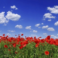 Poppyfield