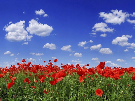 Poppyfield - red, sky, clouds, flowers, field