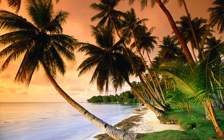 Blue Lagoon Resort - tropical, sky, sunlight, beach, palms, sea