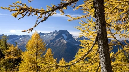 Glacier Peak - usa, nature, mountains, washington, tree