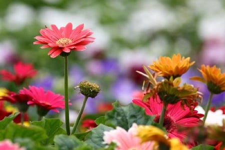 Pretty in Pink - leaves, flower, pink, stem