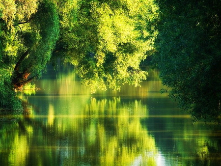 Green tree reflection - nature, lake, trees, reflection, green, summer, pond