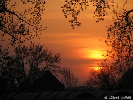 CALMING SUNSET - glow, trees, sunset, calming, golden