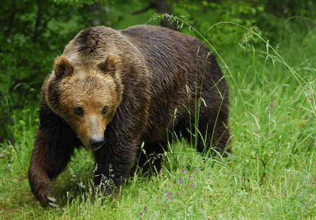 bear - bear, nature, brown, forest, animals