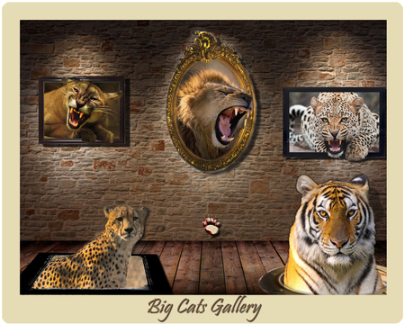 Cats Gallery - nature, animals, gallery, cats