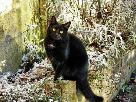 black beauty - black, beauty, nature, cat