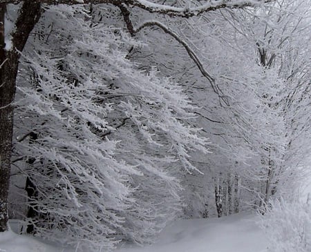 winter magic - winter, nature, magic, snow, forest