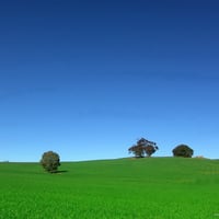 Spring Green Grass Wallpaper