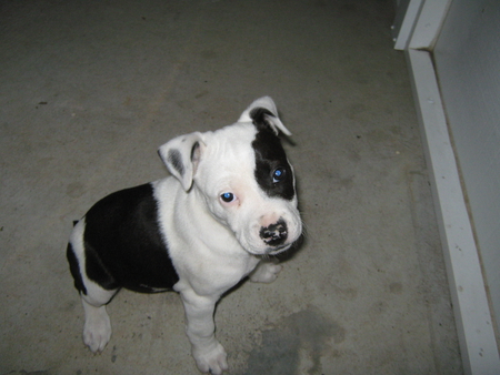 athena - bulldog, beast, cute, pittbull