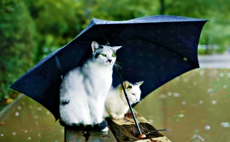 A Really Bad  Kitty Day - nature, animals, cats, rain