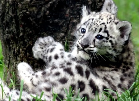 Little Leopard - nice, animals, wonderful, amazing, leopard, pretty, tree, cute, grass, little leopard, cat, kitty, stunning, outstanding, kitten, nature, beautiful, cats, animal, sweet, awesome