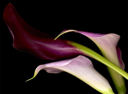 Beautiful calla - calla, flower, pink, black, white, nature, purple, green, background