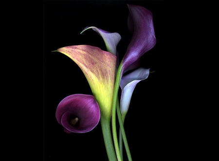 Calla - lilies, background, soft, delicate, black, nature, white, purple, pink, calla, green, flowers, purple flowers, flower