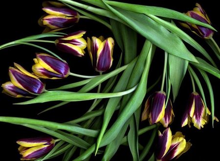 Purple yellow tulips - background, delicate, soft, tulips, black, nature, purple, yellow, green, flowers