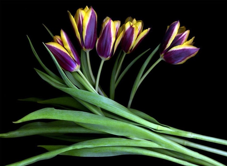 Purple yellow tulips