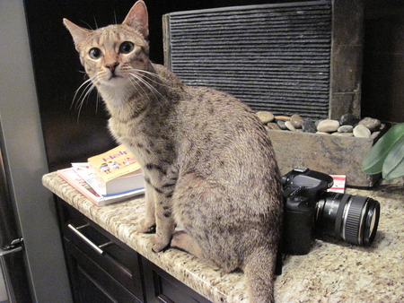 Cat Lover kingi 02,,del amante del gato ,,amant de chat  - cats, camera, black, photography, grey, fountain