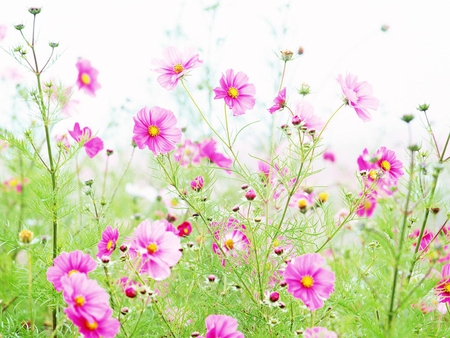 Blooming wildflowers - pink, green, flowers, grass, wildflowers