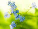 Beautiful Wild Blue Spring Flowers