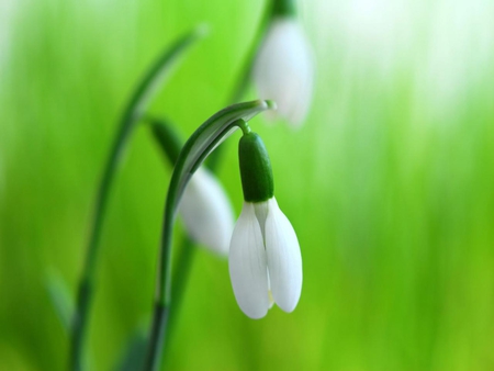 Beautiful White Flower - white, nature, beautiful, green, flower