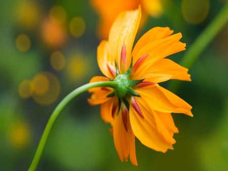 Single Orange Daisy - daisy, flower, orange, green