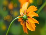 Single Orange Daisy