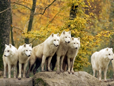 Wolfpack - forest, wolves, nature, autumn