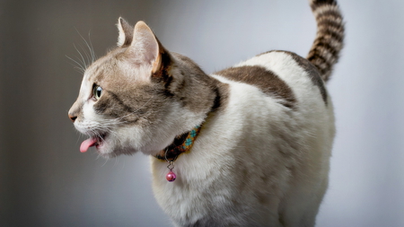 Wow She's a Cute Kitty - tail, collar, tongue, cat