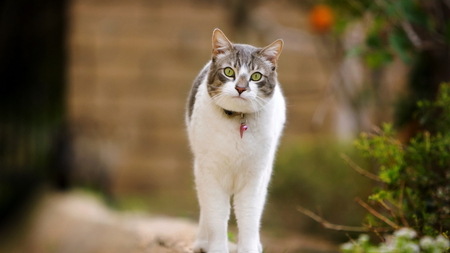 Me Again - collar, grey, white, cat