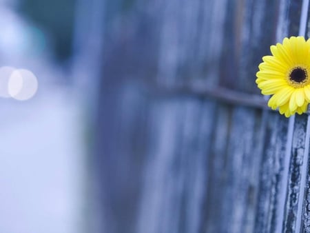 daisy - water, foggy, yellow, blue