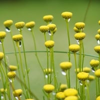 Little Yellow Flowery Things.