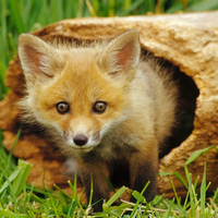 foxy